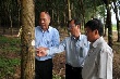 Cao su Phước Hòa: Tiếp tục giữ vững năng suất trên 2 tấn/ha